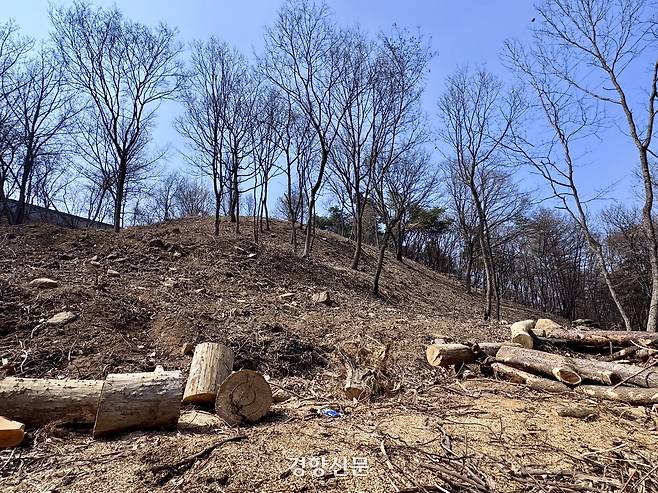 의성군 안평면 괴산리 야산에서 지난 17일 인공조림으로 불에 탄 나무가 베어진 채 방치돼 있다. 백경열 기자