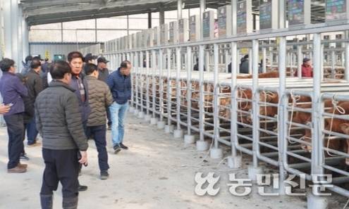17일 경기 화성시 만세구 우정읍에 자리한 수원축산농협 가축시장의 경매 시작 전 참가자들이 출하 송아지를 살펴보고 있다.