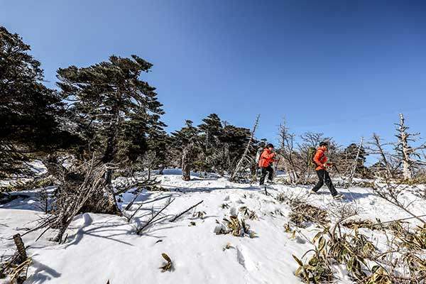 성판악 코스 하산길. 정상부근에서는 구상나무와 산죽들을 쉽게 볼 수 있었다.