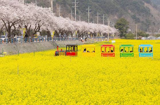 2024년 4월 강원 삼척시 근덕면 상맹방리 유채꽃밭이 노란 바다를 이루고 있다. [사진 삼척시]