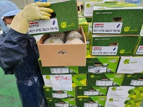 용인시가 유치원에 제공 중인 제철 과일 [용인시 제공. 재판매 및 DB 금지]