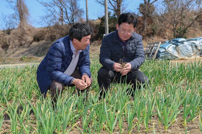 무안 마늘 재재 현장을 찾은 이승돈 청장. (사진=농진청 제공)