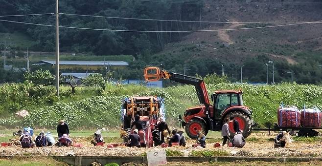▲ 경북도 채소류 주산지로 지정된 구미시 양파재배지에서 양파를 수확하고 있다. 사진은 지난해 수확장면. 구미시