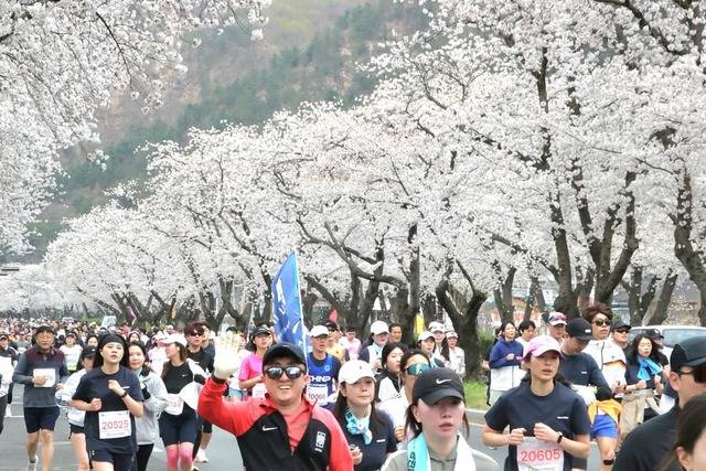 경주시가 지난해 보문단지 일원에서 개최한 벚꽃마라톤대회 장면. 경주시 제공