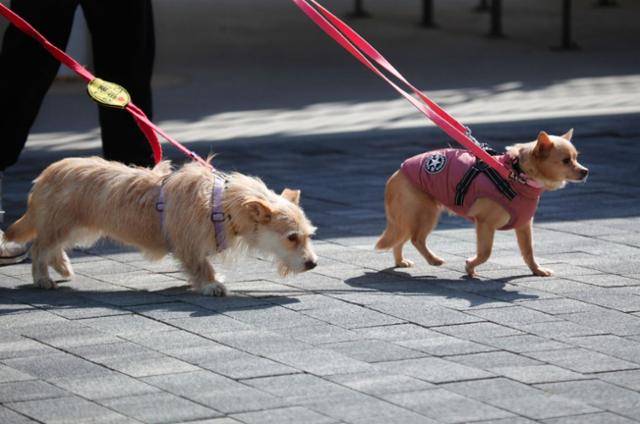 산책 중인 만복이(오른쪽). 팅커벨프로젝트 제공