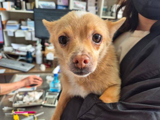 병원에서 치료받고 있는 만복. 팅커벨프로젝트 제공