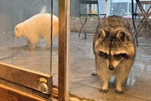 ▲ 동물자유연대가 고발한 서울 마포구 소재 A 동물카페에 전시된 라쿤들의 모습 [동물자유연대 제공]