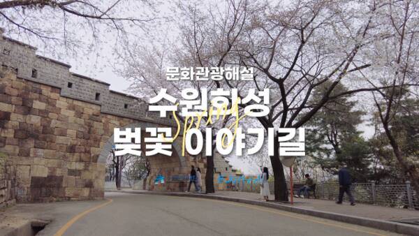 수원문화재단은 내달 4일부터 팔달산 회주도로 벚꽃길을 걷는 ‘벚꽃 이야기길’을 운영한다. 수원문화재단 제공