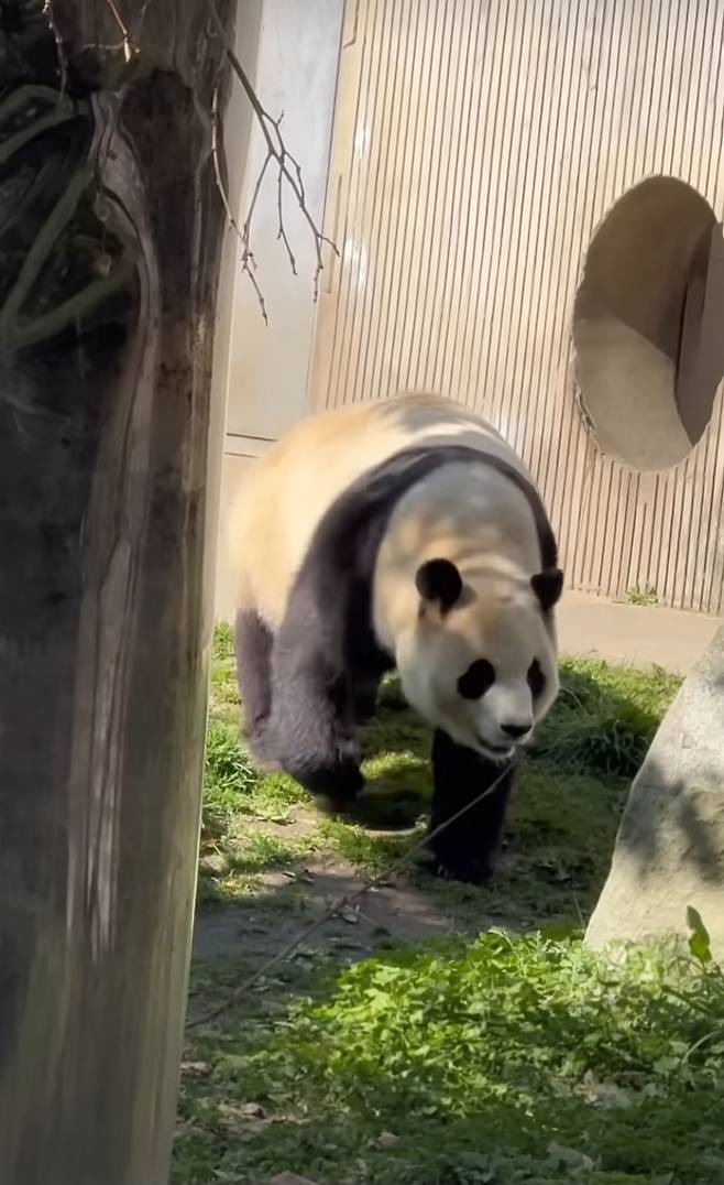 3월 21일 노재현 대사 일행이 간뒤 일반관람객을 만나는 시간, 산책하는 푸바오[출처=fubaofan0720]