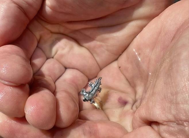 11일 미국 텍사스주 해변에서 발견된 파란갯민숭달팽이. 독성이 매우 강해 절대로 만지면 안 된다. 하르테 연구소 페이스북 캡처