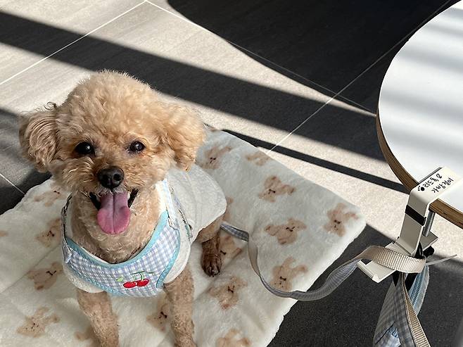 23일 동구 동명동의 반려동물 동반 카페 ‘오키’에 보호자와 함께 온 강아지 모습.