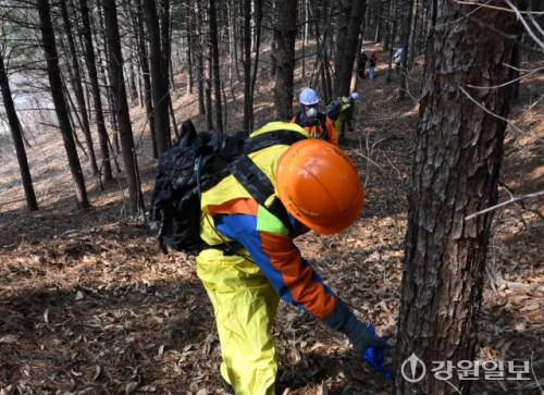 ◇춘천시 산림과 직원들이 최근 춘천시 사북면 인람리의 야산에서 나무에 재선충병 예방 주사를 투약하고 있다. 신세희기자