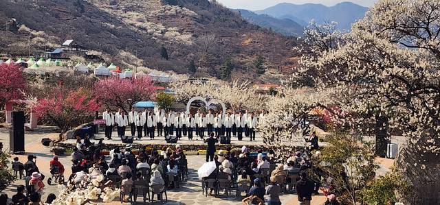제25회 광양매화축제가 축제기간 71만 명이 찾으며 성황리에 마무리됐다. 광양시 제공