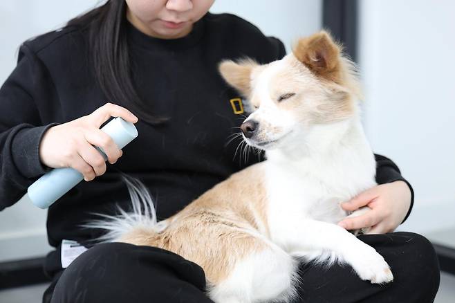 코스맥스그룹 산하 반려동물 건강기능식품 ODM 기업 코스맥스펫의 괴산 공장에서 생활하는 반려견 ‘맥순이’(사진)가 전용 펫 미스트로 피부 보습 관리를 받고 있다. 코스맥스그룹 제공