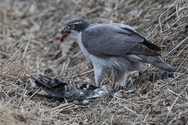 참매는 먹이를 먹는 순간에도 주변 경계를 한시도 소홀히 하지 않는다.