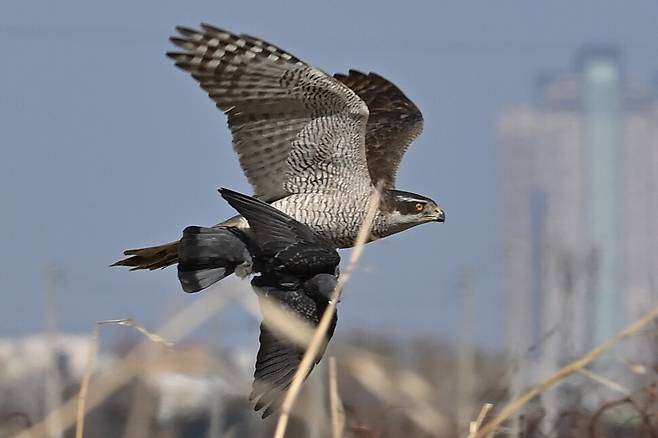 들판에 날아든 집비둘기를 노리는 참매의 사냥은 도심 공원이나 농경지에서도 목격된다.