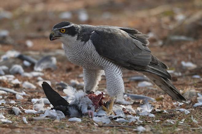 옮겨온 비둘기를 포식하는 참매는 먹이를 뜯는 순간에도 주변 경계를 늦추지 않는다.