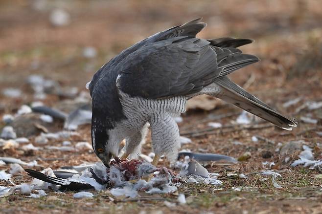 날카로운 부리로 살점을 뜯어내는 참매의 모습에서 맹금류 특유의 위압감이 드러난다.