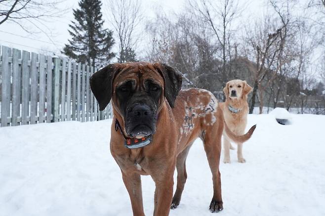 지난해 3월 경북 안동에서 발생한 대형 산불에서 살아남은 개 ‘피닉스’가 캐나다로 입양돼 새 삶을 살게 됐다. 한국 휴메인월드 포 애니멀즈 제공