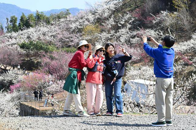 지난 19일 전남 광양시 다압면 매화마을에서 상춘객들이 매화를 배경으로 사진을 찍고 있다. 뉴시스