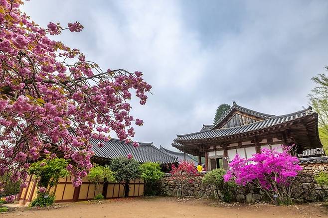 전남 순천시 선암사 벚꽃. [순천시]