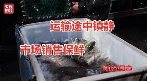 생선 '무허가 마취제' 실태 고발한 중국 CCTV [CCTV 캡처. 연합뉴스]