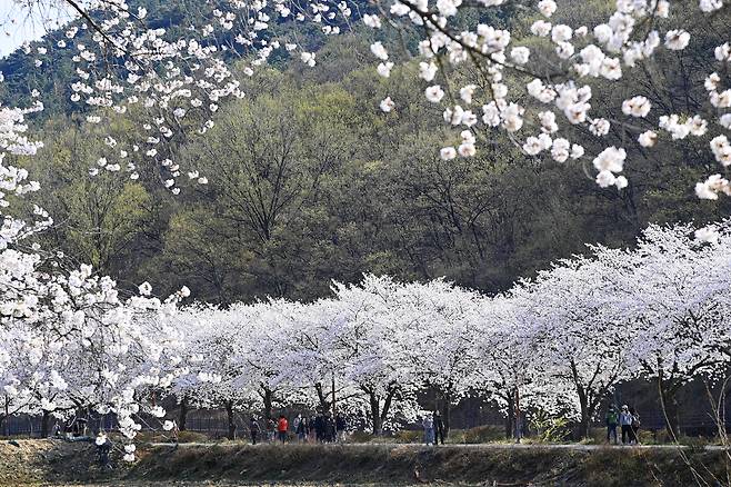 옥포읍 벚꽃 [달성군 제공. 재판매 및 DB금지]