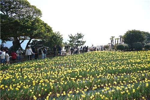 거제 공곶이 수선화 축제 [경남 거제시 제공. 재판매 및 DB 금지]