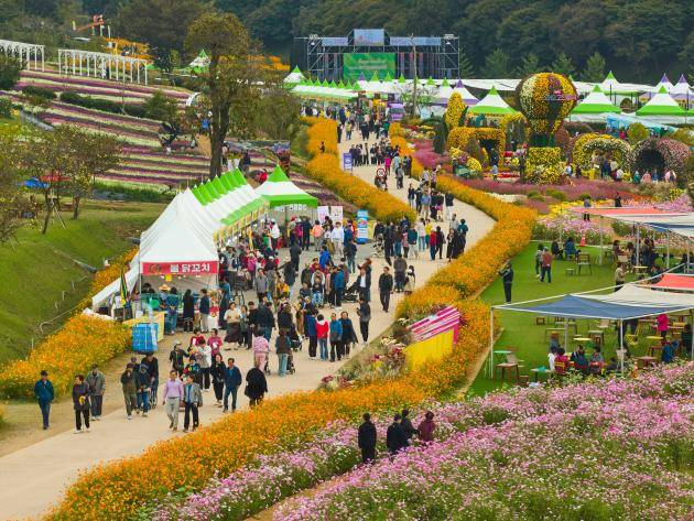 화순 고인돌 가을꽃축제 전경. <광주일보 자료사진>