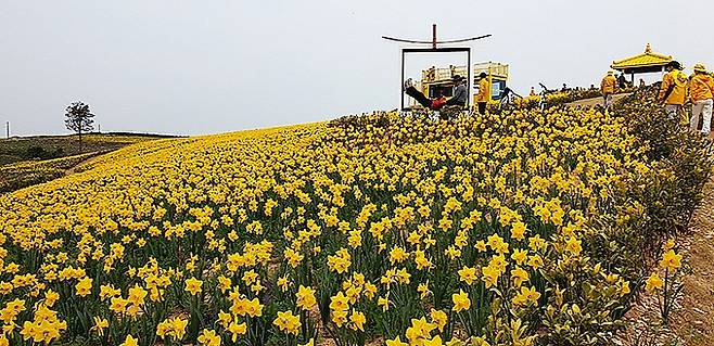 신안 섬 수선화축제.<신안군 제공>