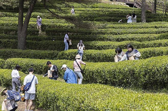 보성다향대축제 찻 잎 따기 체험.<보성군 제공>
