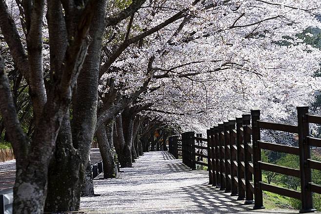 고흥만 가는 길 벚꽃터널.<고흥군 제공>