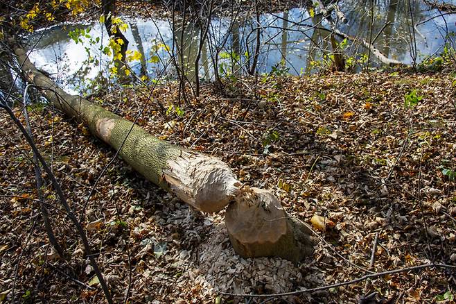 댐을 만들기 위해 나무를 쓰러뜨린다는 이유로 비버에 대한 부정적인 시각도 있었다. 사진=게티이미지뱅크