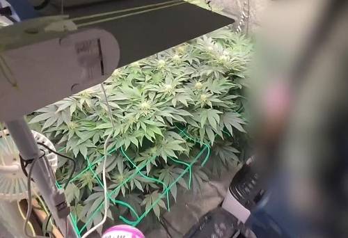 비닐하우스 밀실서 재배된 대마. [중부지방해양경찰청]