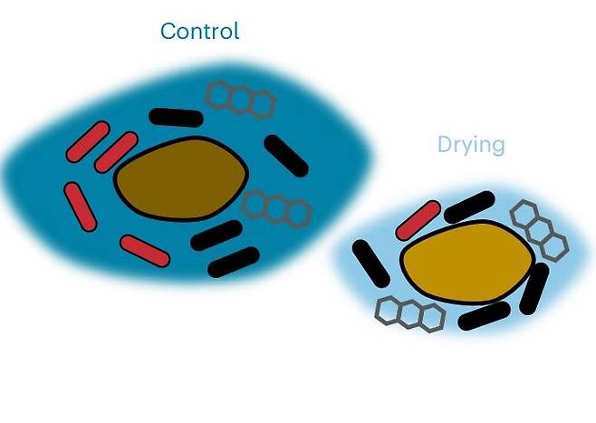 가뭄으로 인한 천연 항생물질 농축 과정 모식도 토양 속에는 세균(빨간색·검은색 막대)과 자연적으로 만들어진 항생물질(회색 육각형)이 주변 수분층(파란색) 안에 퍼져 있다. 가뭄으로 물이 줄어들면 수분층이 감소해 항생물질 농도가 높아지고, 그 결과 항생제에 약한 세균(빨간색)은 감소하고, 항생제 내성 세균(검은색)은 상대적으로 잘 살아남게 된다. [Nature Microbiology, Dianne Newman et al. 제공. 재판매 및 DB 금지]
