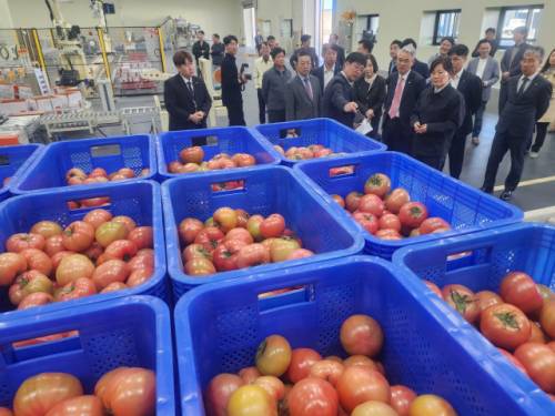 송미령 농림축산식품부 장관이 25일 영월 한반도농협 스마트 APC에서 토마토와 사과 자동선별시스템과 입출고·재고관리 통합정보시스템에 대한 설명을 듣고 있다.