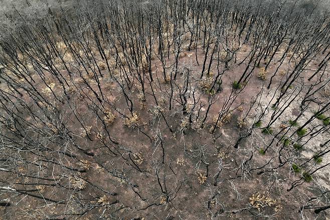 작년에 발생한 초대형 산불로 이위복 씨(86)와 송이 재배 농가에서 송이를 채취하던 영덕군 영덕읍 화천리 송이 주산지 야산이 잿더미로 변했다. 화마가 덮친 지 1년이 지났지만, 송이를 수확하던 시절의 푸르름은 찾아볼 수가 없다. /이용선기자 photokid@kbmaeil.com