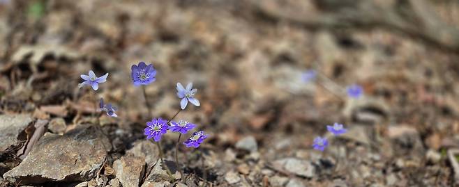 대골 계곡에서 노루귀(청색)가 군락을 이루었다.