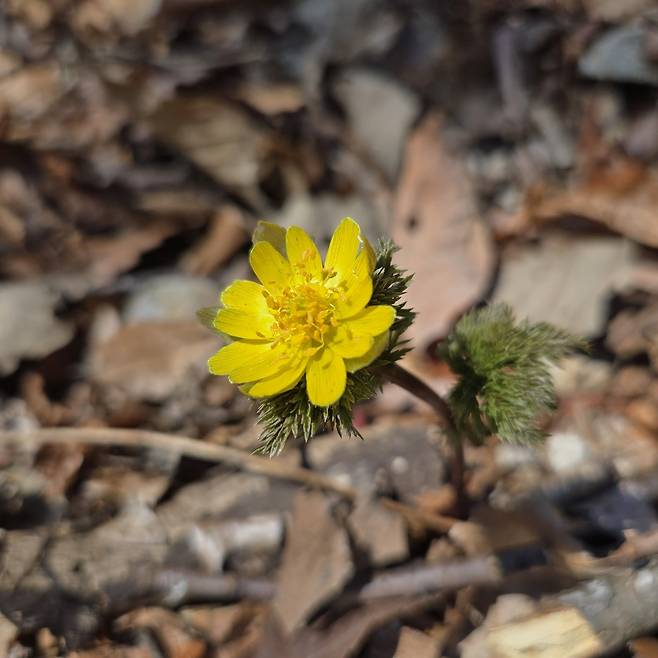 대골 계곡에서 만난 복수초.