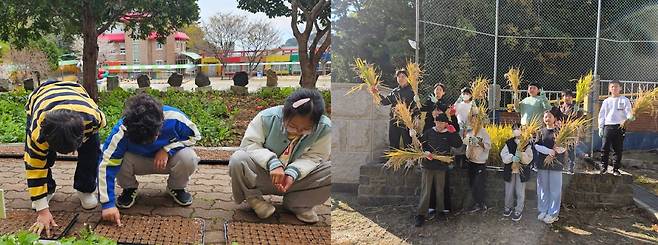 학교 텃밭은 아이들에게 세상에서 가장 큰 교실이다. 고사리손으로 옥수수 모종을 심고(왼쪽) 누렇게 익은 벼를 수확하면서 계절의 흐름을 배우고 있다. /황진영 기자