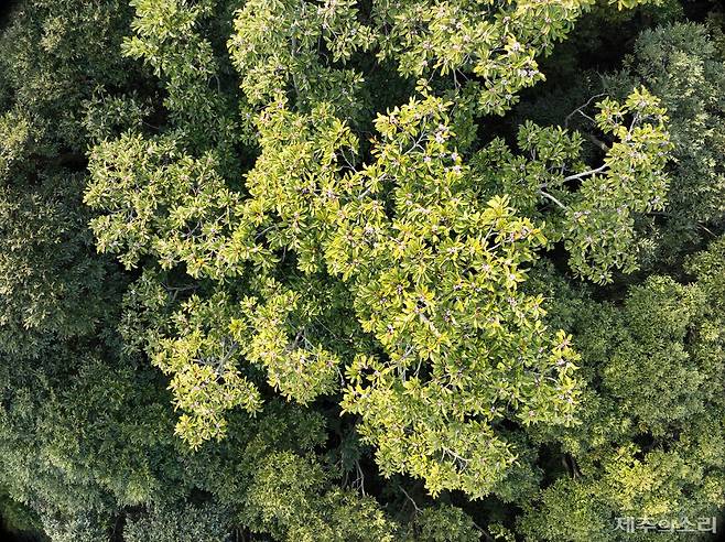 개화한 멸종위기 초령목.