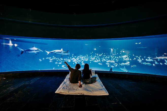 대만 핑둥 국립해양생물박물관에서 물고기와 함께하는 야간 숙박 체험