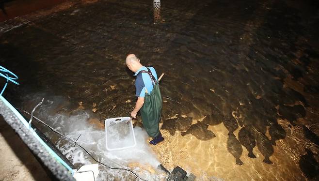 제주시 구좌읍의 한 넙치 양식장. 넙치류 활어는 203만달러(약 30억원), 무는 37만달러를 기록하며 제주 1차산업 수출의 버팀목 역할을 했다. /사진=뉴스1