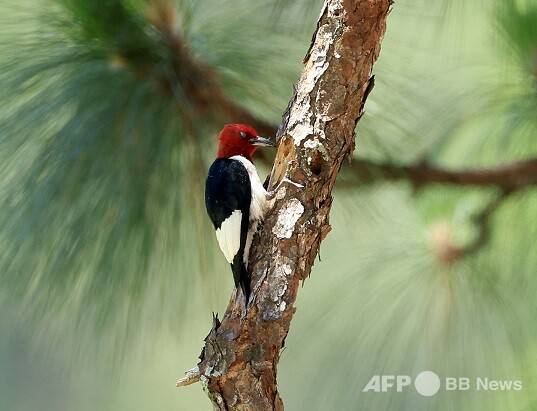 사진은 칼럼과 관련 없는 참고 이미지입니다. 사진제공=ⓒAFPBBNews = News1 (사진을 무단으로 사용하지 마십시오.)