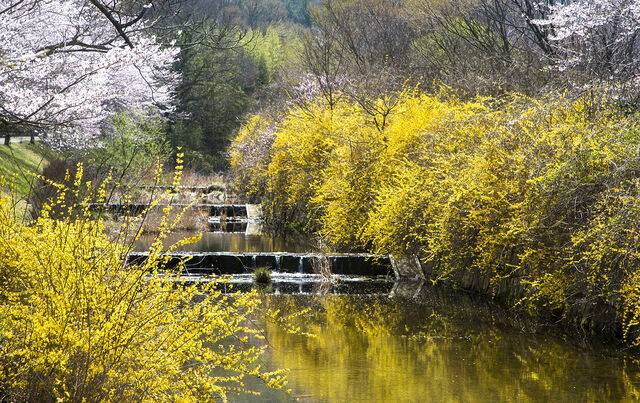 개나리. 클립아트코리아