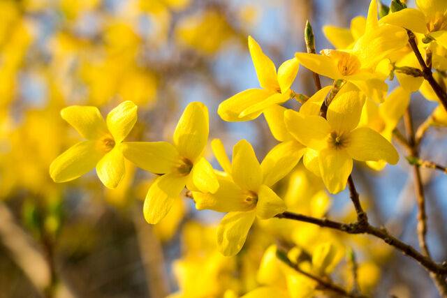 클립아트코리아