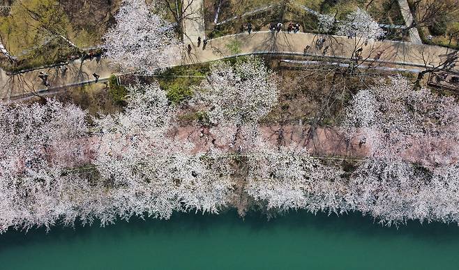 석촌호수 벚꽃 산책로 [송파구 제공. 재판매 및 DB 금지]