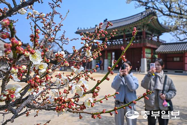 완연한 봄날씨를 보인 26일 오후 수원시 팔달구 화성행궁을 찾은 관람객들이 꽃망울을 터뜨린 매화꽃을 보며 봄기운을 만끽하고 있다. 임채운기자