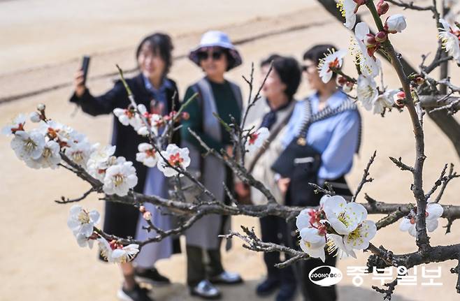완연한 봄날씨를 보인 26일 오후 수원시 팔달구 화성행궁을 찾은 관람객들이 꽃망울을 터뜨린 매화꽃을 보며 봄기운을 만끽하고 있다. 임채운기자
