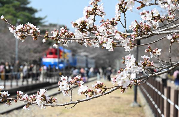 포근한 날씨를 보인 26일 창원시 진해구 경화역 벚꽃 개화 상황이다.벚꽃이 하나 둘씩 피기 시작하고 관광객들도 점차 늘어나고 있다.경화역 벚꽃은 전체적으로 꽃망울만 살짝 내밀고 있는 상태이고 20여그루 정도만 꽃이 피어 있다.전국최대의 벚꽃 축제인 진해군항제는 27일부터 4월 5일까지 열린다./김구연 기자